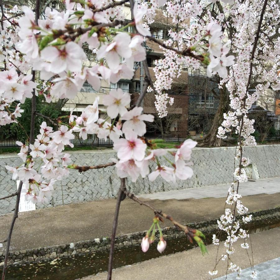 Sanzen Ya Kyoto さんぜんやきょうと- Cozy Art Space For Lover Of Travel - Exterior foto